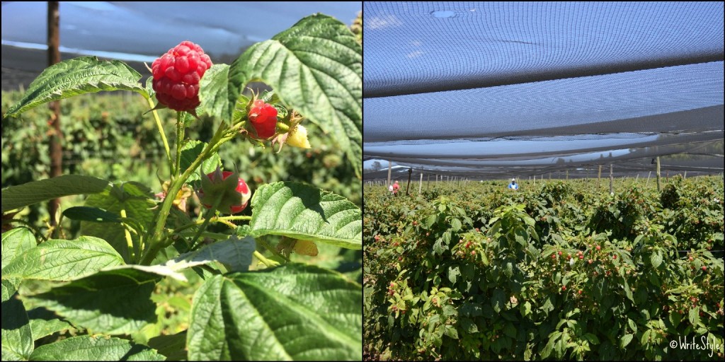 Just Darling - Berry Picking