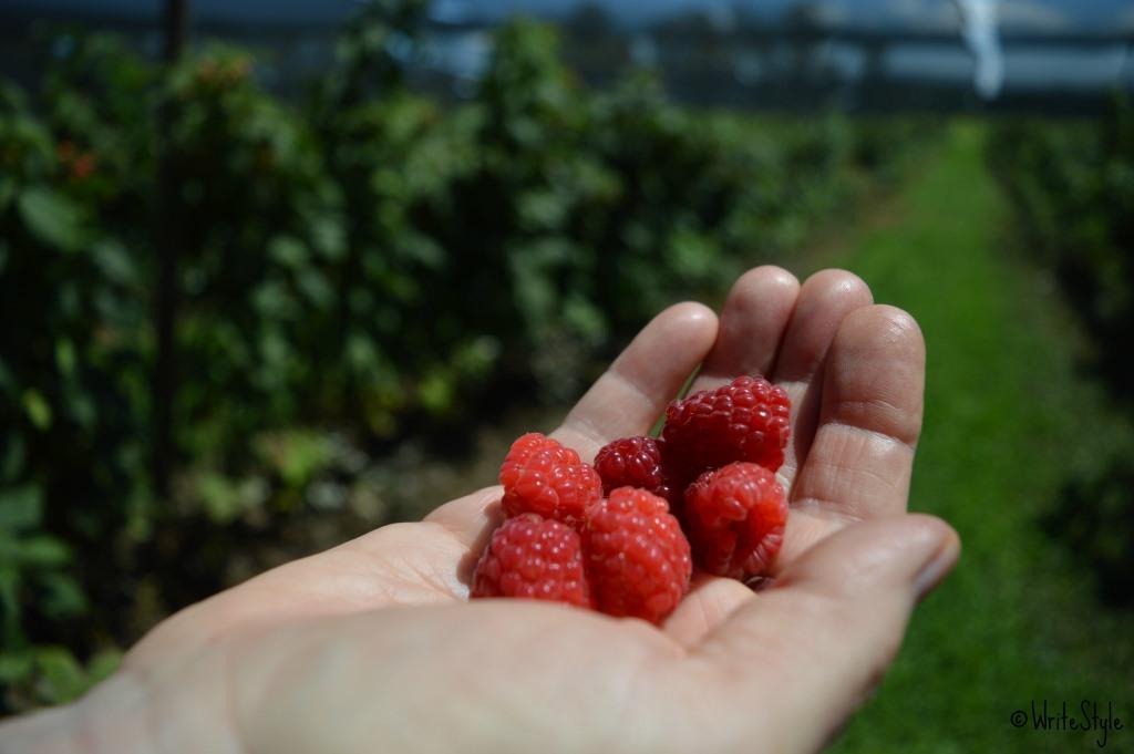 Just Darling - Berry Picking